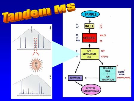 Tandem MS.