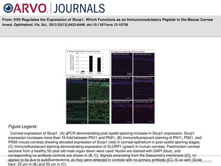 From: Klf4 Regulates the Expression of Slurp1, Which Functions as an Immunomodulatory Peptide in the Mouse Cornea Invest. Ophthalmol. Vis. Sci.. 2012;53(13):8433-8446.