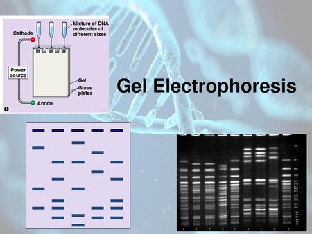 Gel Electrophoresis 2006-2007.