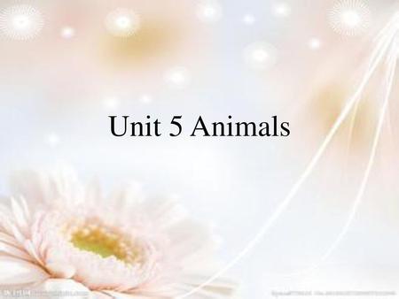 Unit 5 Animals.