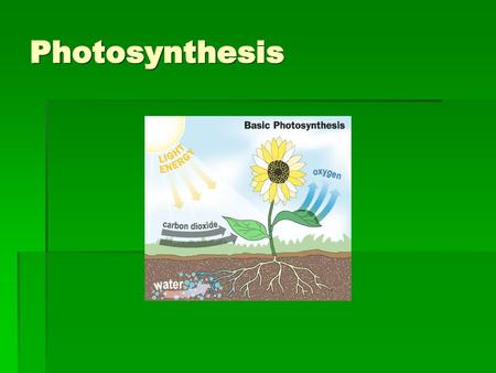 Photosynthesis.