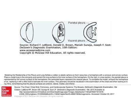 Modeling the Relationship of the Pleura and Lung Deflate a rubber or plastic sphere so that it assumes a hemisphere with a concave and convex surface.