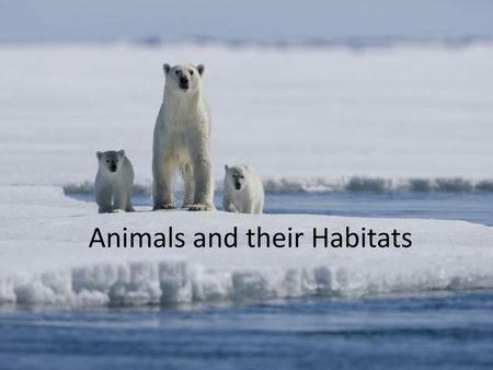 Animals and their Habitats