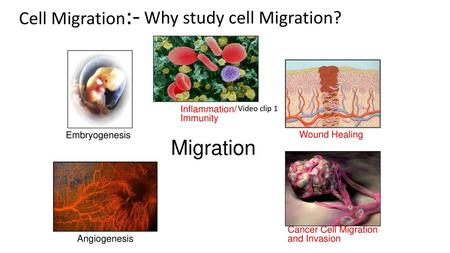 Migration Cell Migration:- Why study cell Migration? Inflammation/