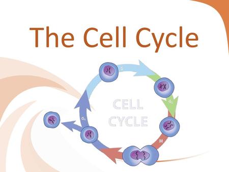 The Cell Cycle.