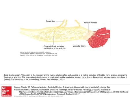 Golgi tendon organ. This organ is the receptor for the inverse stretch reflex and consists of a netlike collection of knobby nerve endings among the fascicles.