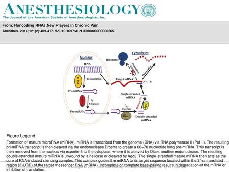 Figure Legend: From: Noncoding RNAs:New Players in Chronic Pain