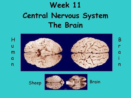 Central Nervous System