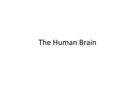 The Human Brain.