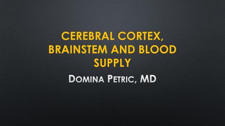 Cerebral cortex, brainstem and blood supply