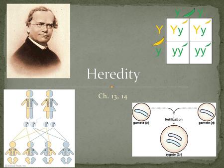 Heredity Ch. 13, 14.