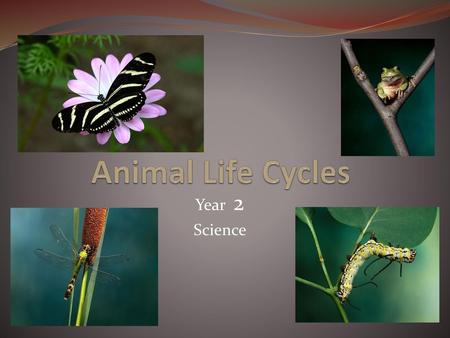 Animal Life Cycles Year 2 Science.