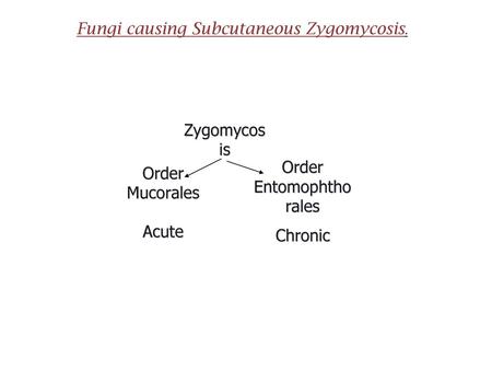 Fungi causing Subcutaneous Zygomycosis.