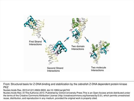 Figure 4. Model of the mechanism of stabilization of the Z-DNA conformation by Zalpha domains. Interactions of Zalpha with a single strand allow recognition.