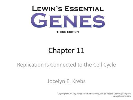 Replication Is Connected to the Cell Cycle