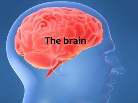 The brain.