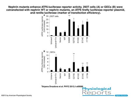 Nephrin mutants enhance ATF6‐luciferase reporter activity