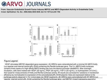 From: Vascular Endothelial Growth Factor Induces MEF2C and MEF2-Dependent Activity in Endothelial Cells Invest. Ophthalmol. Vis. Sci.. 2008;49(8):3640-3648.