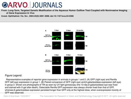 From: Long-Term, Targeted Genetic Modification of the Aqueous Humor Outflow Tract Coupled with Noninvasive Imaging of Gene Expression In Vivo Invest. Ophthalmol.