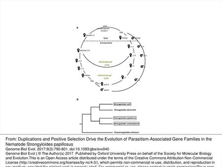 Fig. 1. — The life cycle of S. papillosus. (A) The life cycle of S