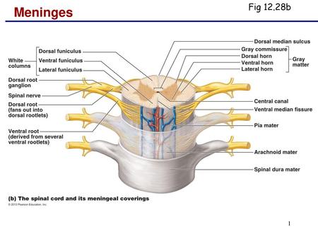 Fig 12.28b Meninges.