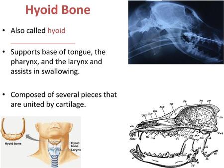 Hyoid Bone Also called hyoid ________________