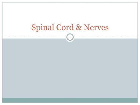 Spinal Cord & Nerves.