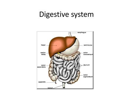 Digestive system.