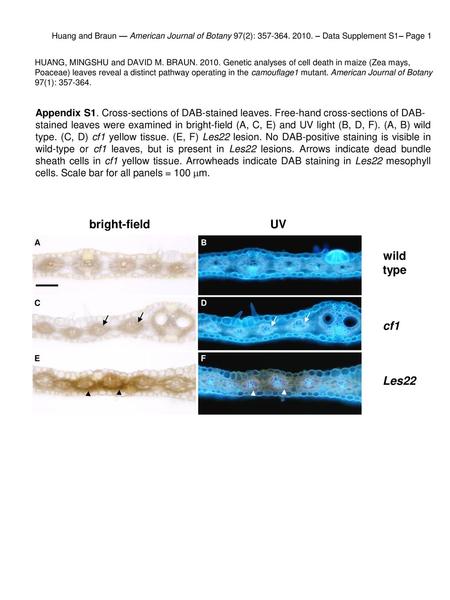 bright-field UV wild type cf1 Les22