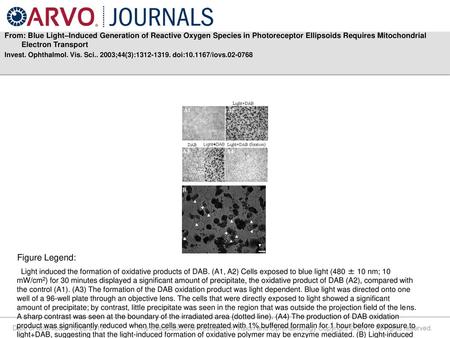 From: Blue Light–Induced Generation of Reactive Oxygen Species in Photoreceptor Ellipsoids Requires Mitochondrial Electron Transport Invest. Ophthalmol.