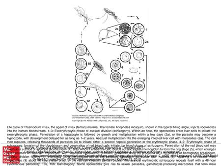 Life cycle of Plasmodium vivax, the agent of vivax (tertian) malaria