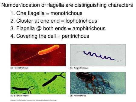 Number/location of flagella are distinguishing characters