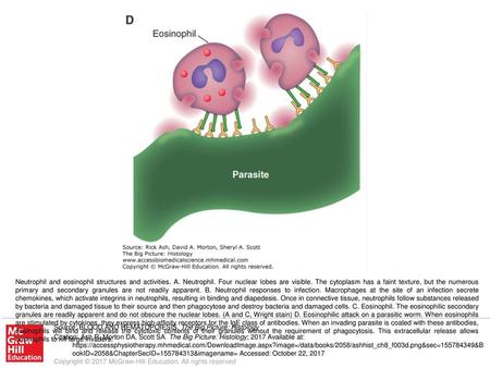 Neutrophil and eosinophil structures and activities. A. Neutrophil