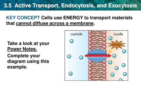 3.5 Active Transport, Endocytosis, and Exocytosis