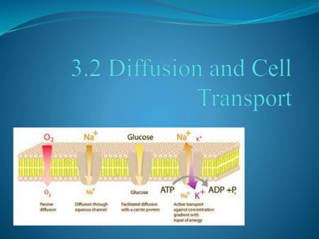 3.2 Diffusion and Cell Transport