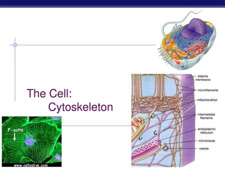 The Cell: Cytoskeleton