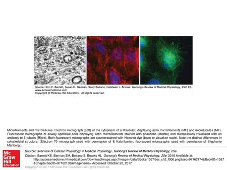 Microfilaments and microtubules