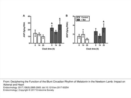 Figure 6. Clock time changes (means ± standard error of the mean) of gene expression of natriuretic peptides in the atrium of control (open bars) and melatonin-treated.