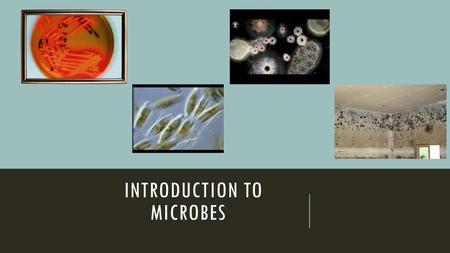 introduction to Microbes