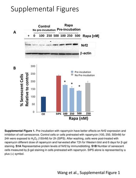 Supplemental Figures A B % Senescent Cells Relative to control *