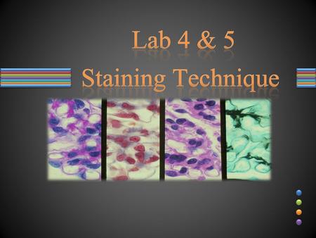 Lab 4 & 5 Staining Technique