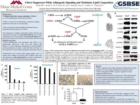 late adipogenic and lipogenic genes (ACSL1, FABP4, etc.)