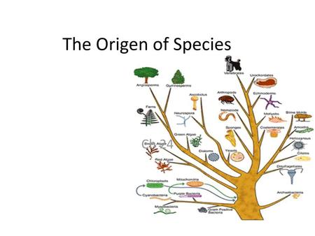 The Origen of Species Ch 24.