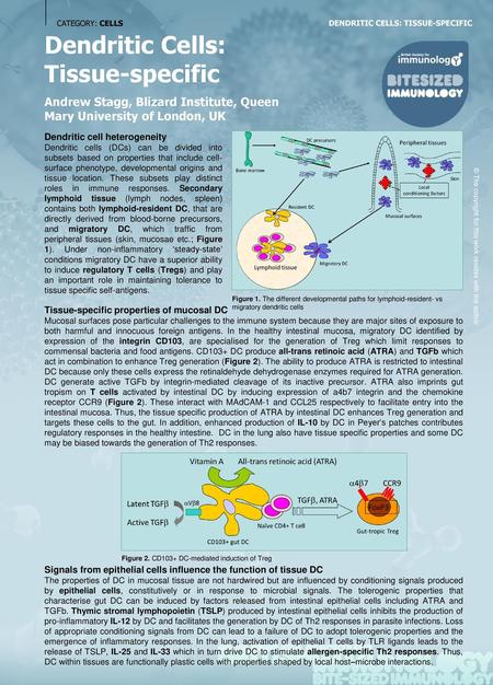 Dendritic Cells: Tissue-specific