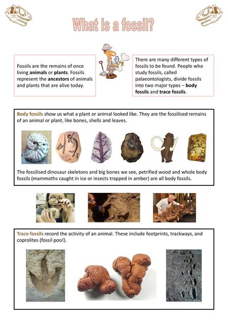 What is a fossil? Fossils are the remains of once living animals or plants. Fossils represent the ancestors of animals and plants that are alive today.