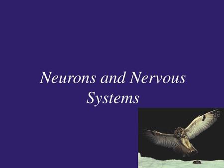 Neurons and Nervous Systems