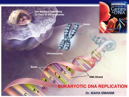 EUKARYOTIC DNA REPLICATION