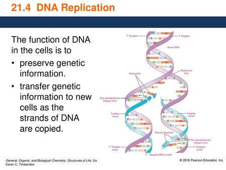 21.4 DNA Replication The function of DNA in the cells is to