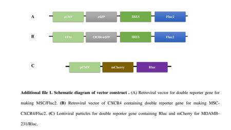 pCMV mCherry Rluc eGFP IRES Fluc2 EF1α CXCR4-eGFP A B C