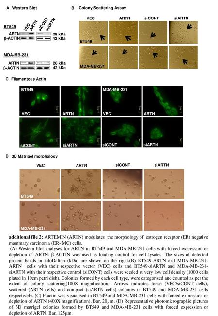 A Western Blot B Colony Scattering Assay VEC ARTN siCONT siARTN VEC